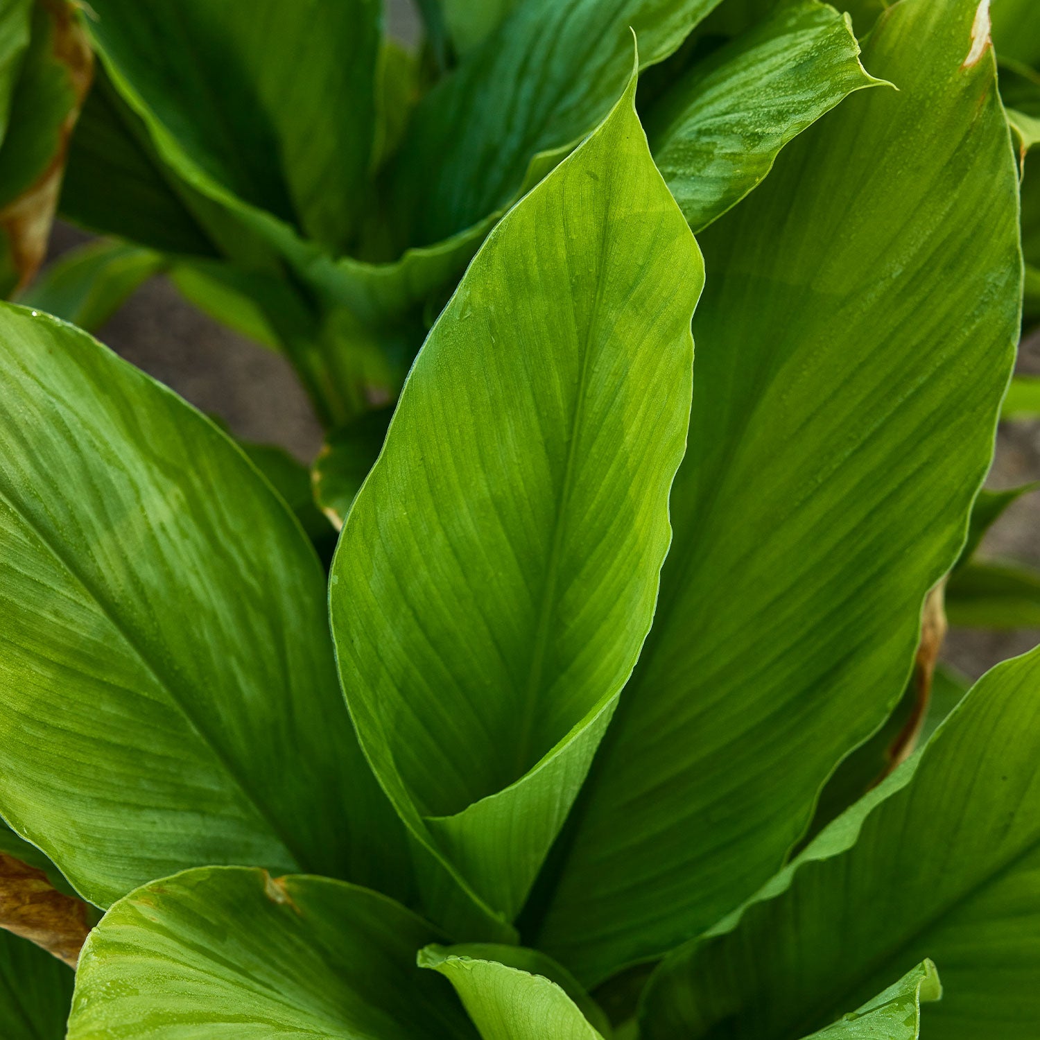 Turmeric