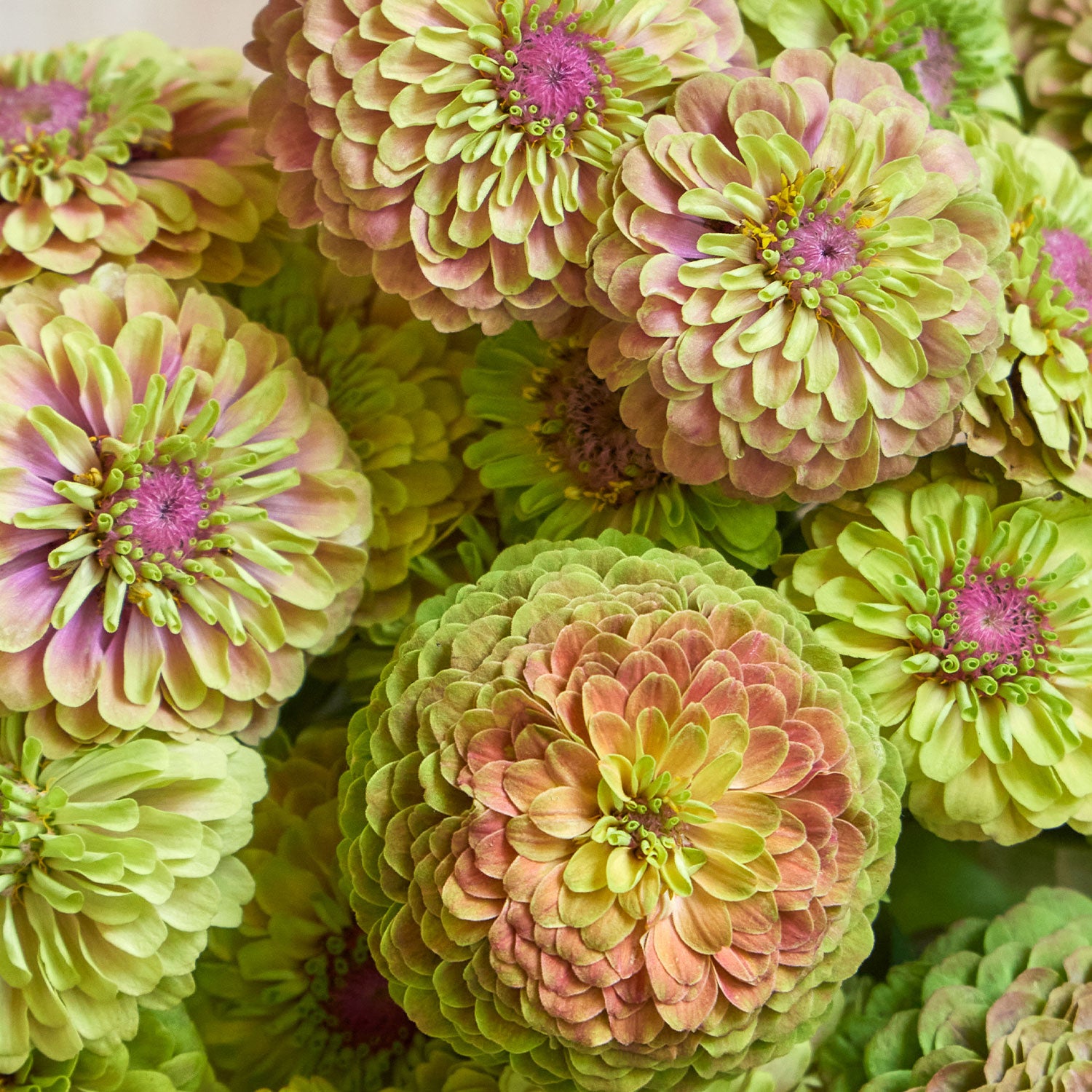 Queeny Lime with Blush Zinnia