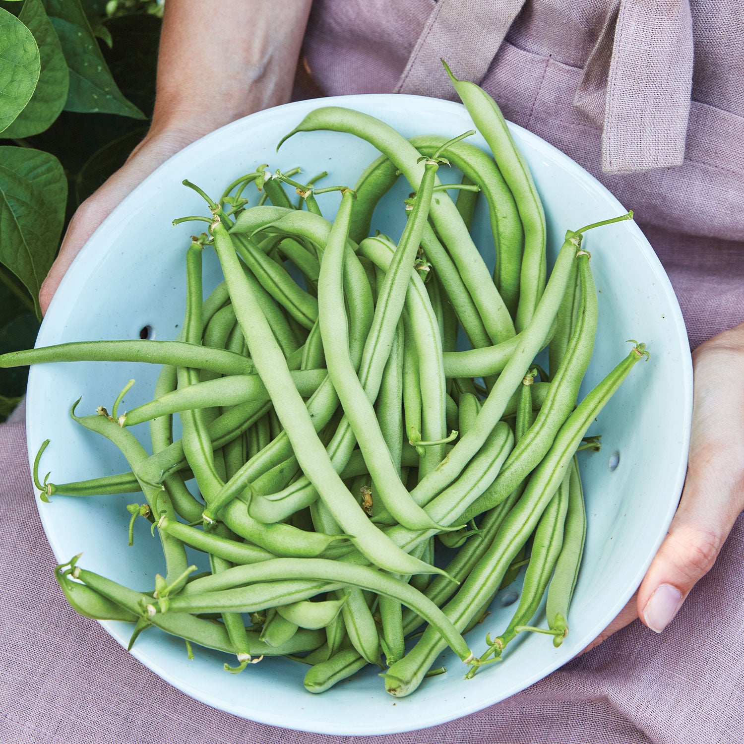 Contender Bush Bean