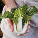 Toy Choi Pak Choi Chinese Cabbage