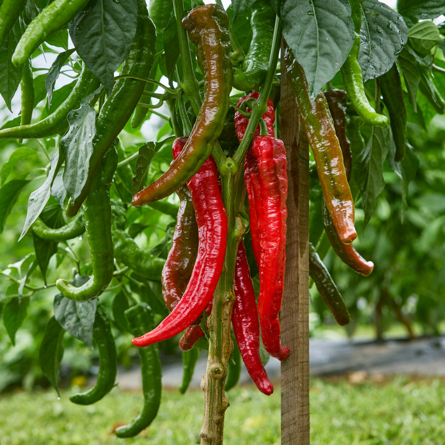 Mesilla Hot Pepper