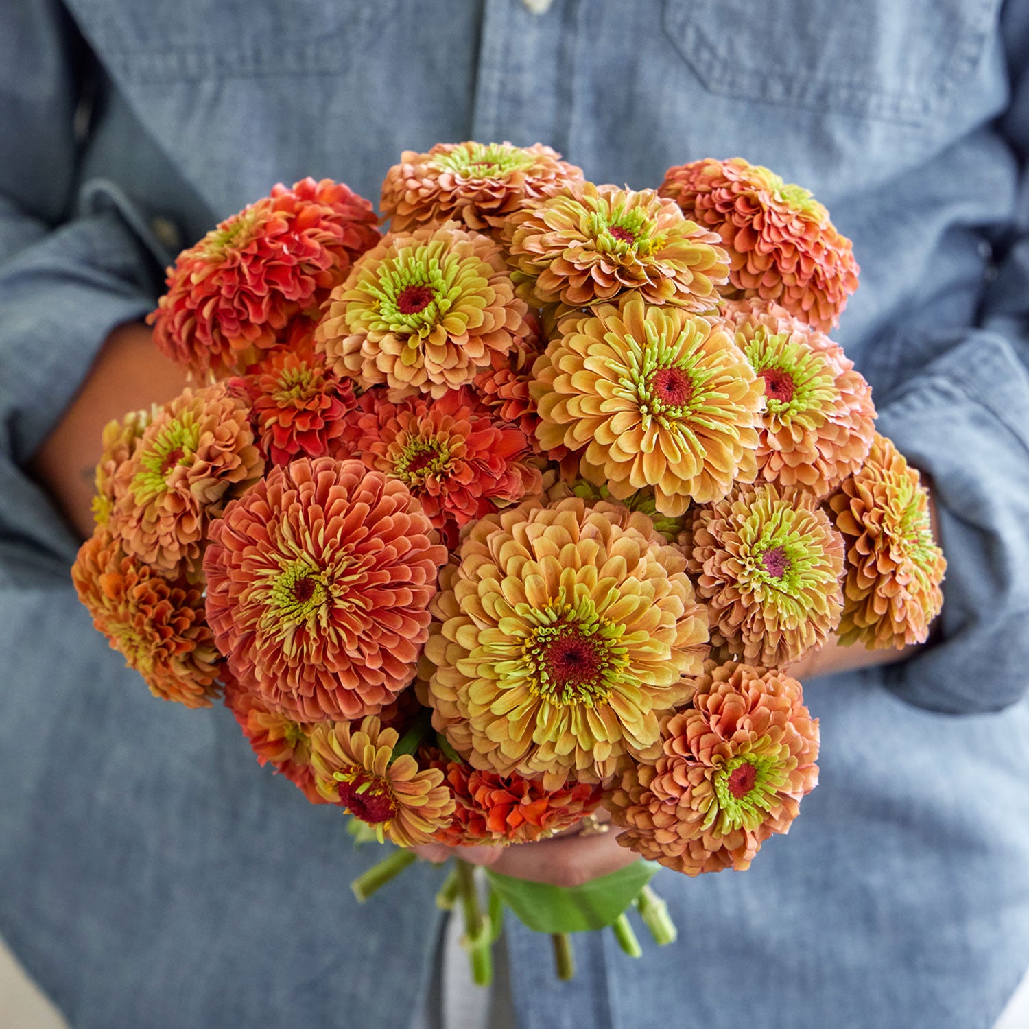 Queeny Lime Orange Zinnia