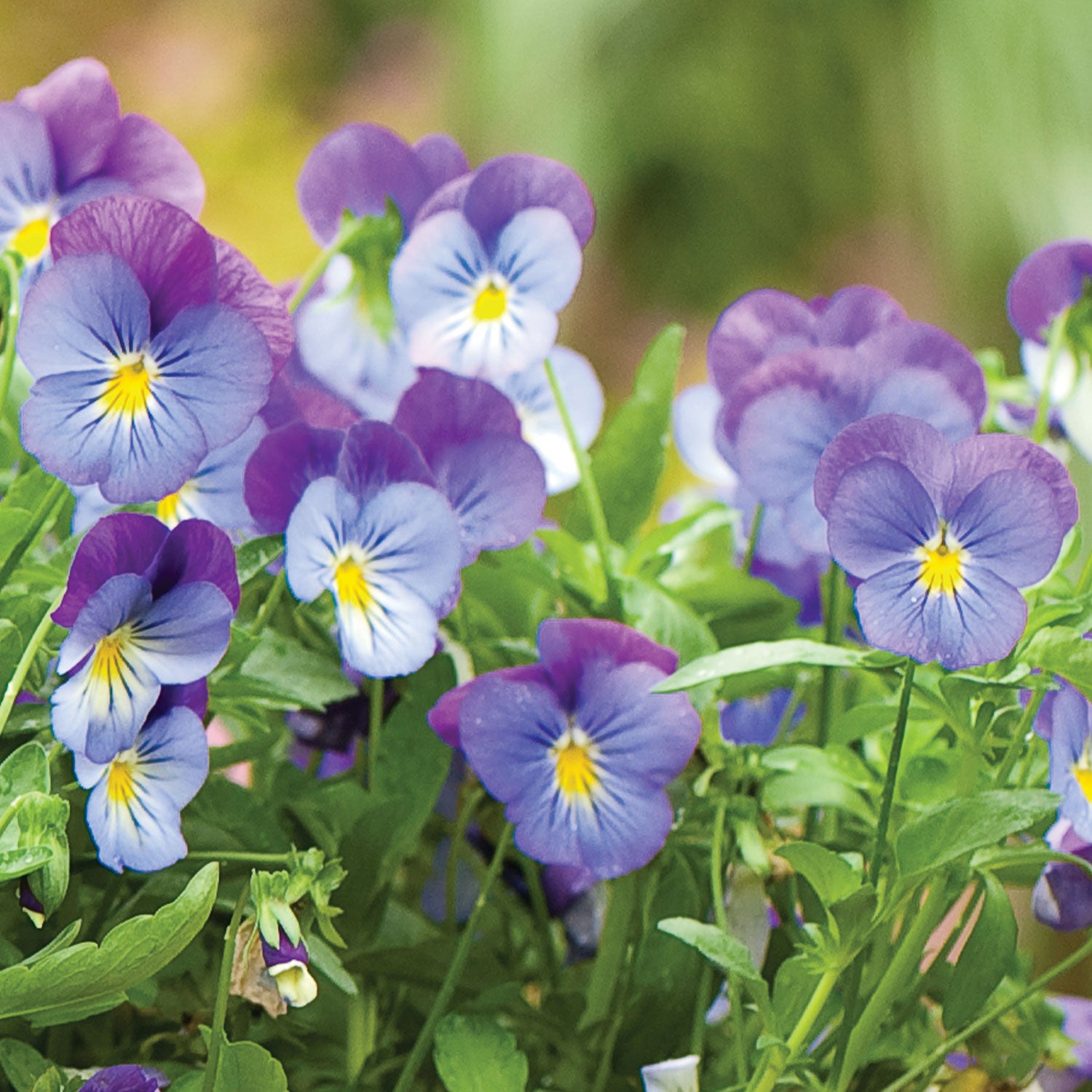 Plentifall Lavender Blue Spreading Pansy