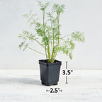 Mammoth Dill