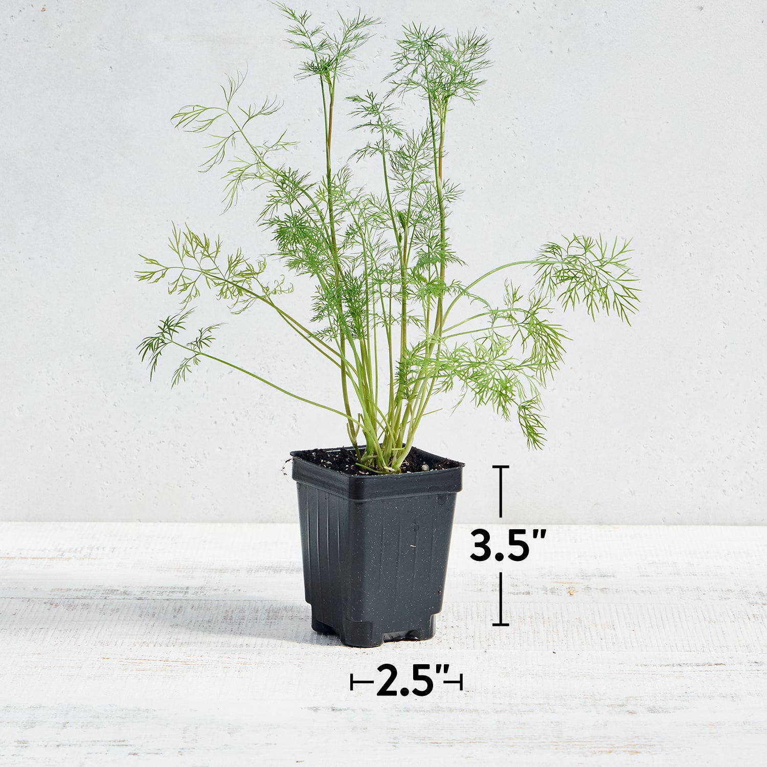 Mammoth Dill
