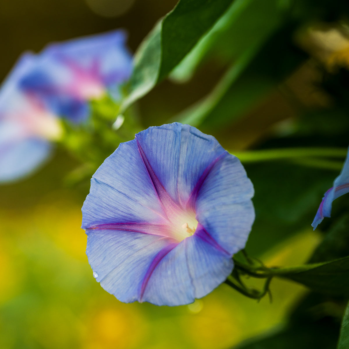 Happiness Morning Glory
