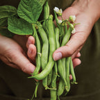 Burpee's Stringless Green Pod Bush Bean