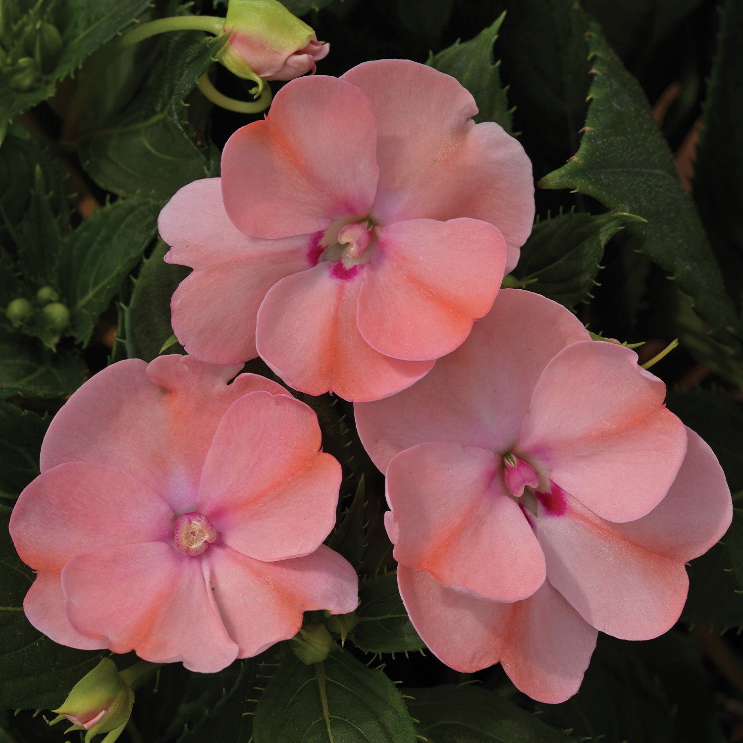 SunPatiens Blush Pink Impatiens