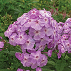Davids Lavender Phlox