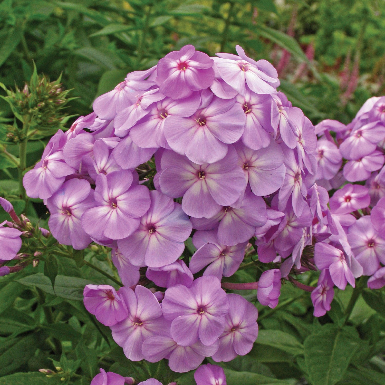 Davids Lavender Phlox