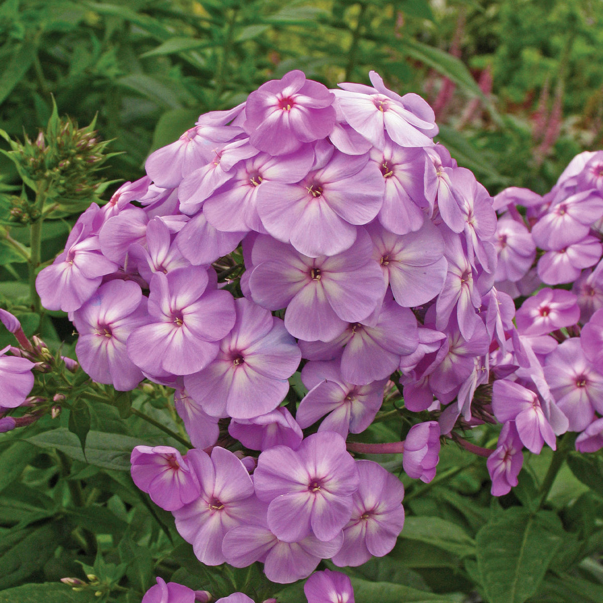 Davids Lavender Phlox