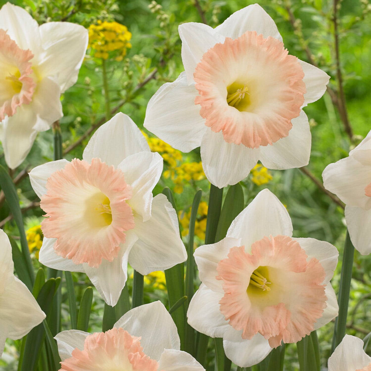 Daffodil, British Gamble