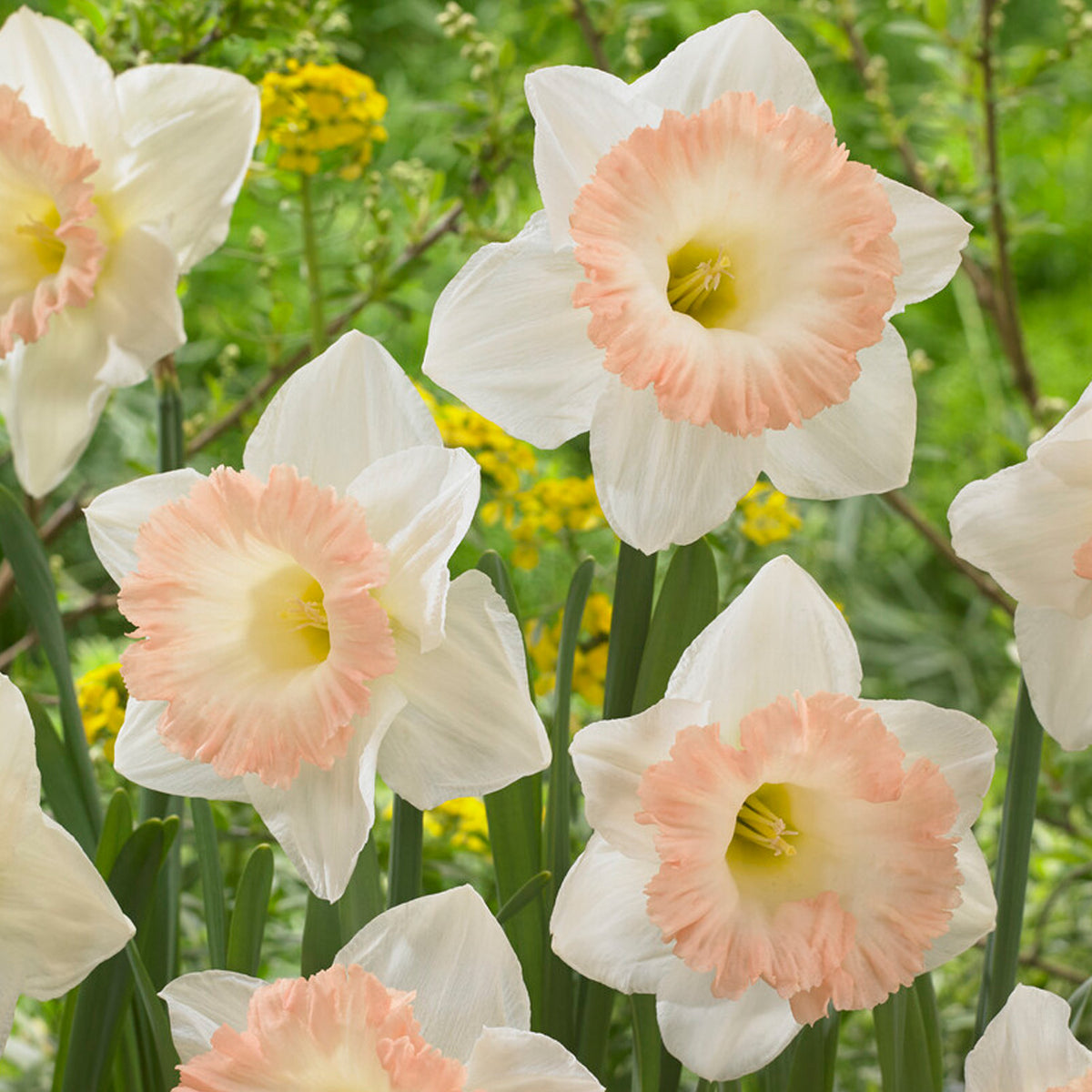 Daffodil, British Gamble