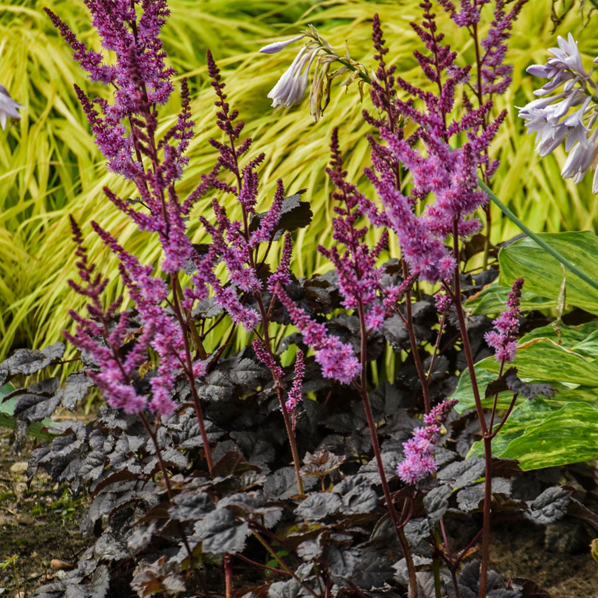 Dark Side of the Moon Astilbe