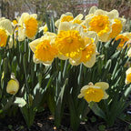 Dinnerplate Daffodil Bulbs