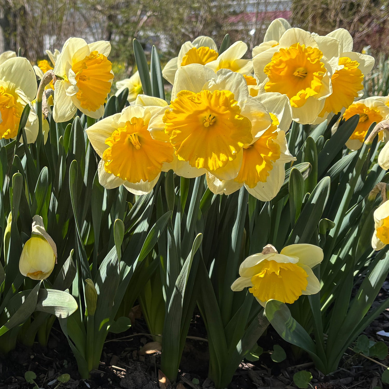 Dinnerplate Daffodil Bulbs