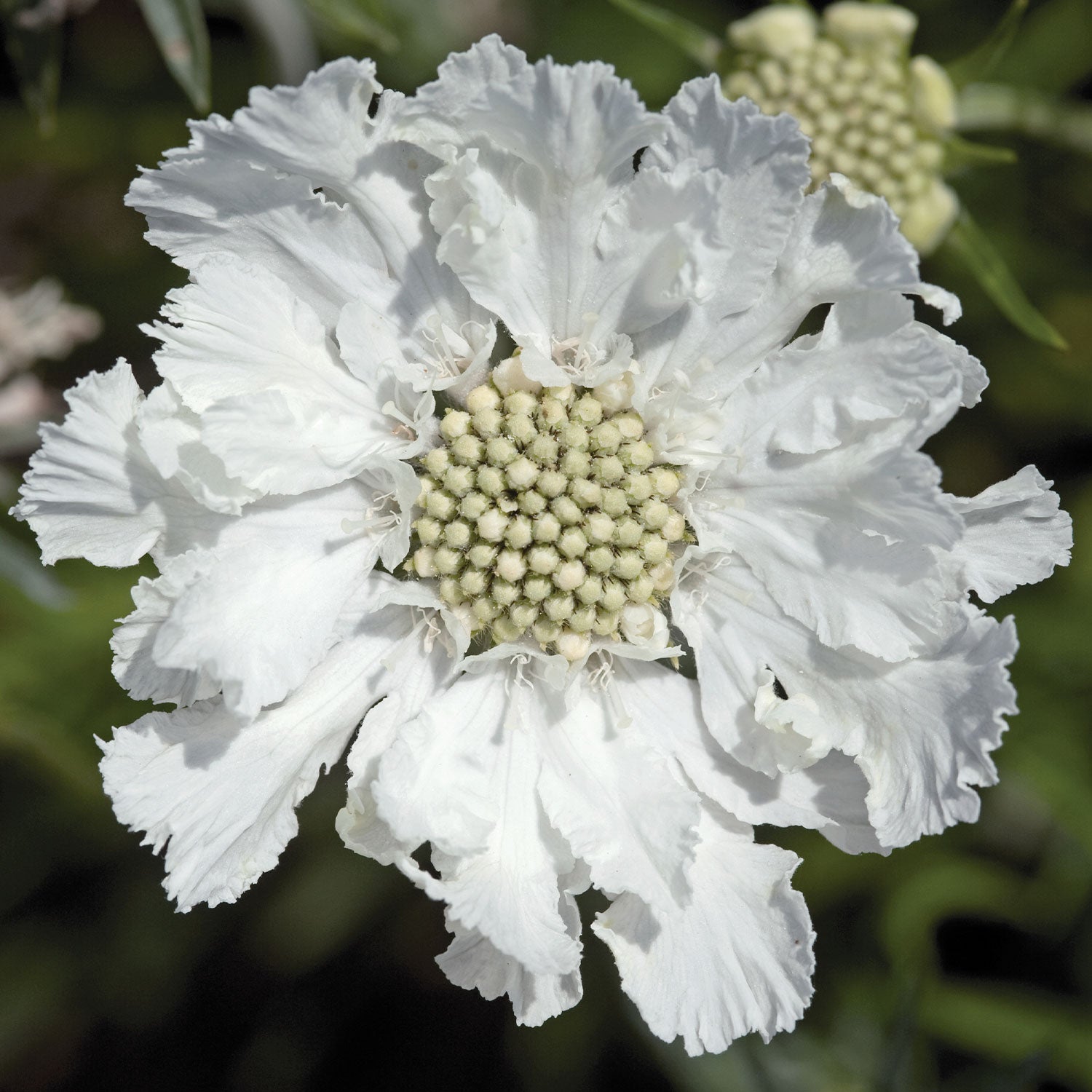 Fama White Scabiosa