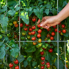 Burpee Garden Sown™ Early Bird Tomato
