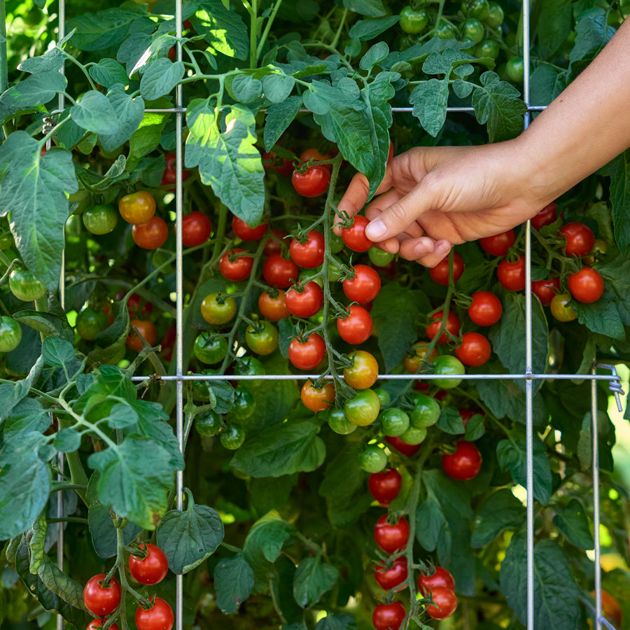 Burpee Garden Sown™ Early Bird Tomato