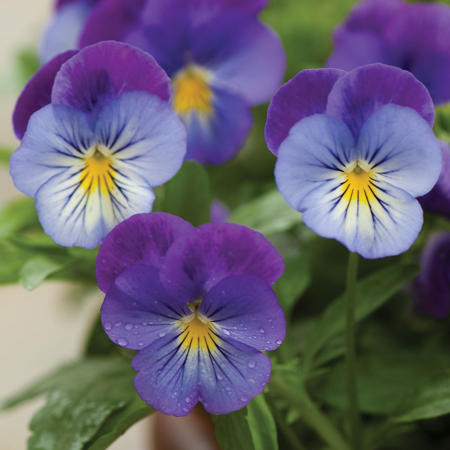 Plentifall Lavender Blue Spreading Pansy