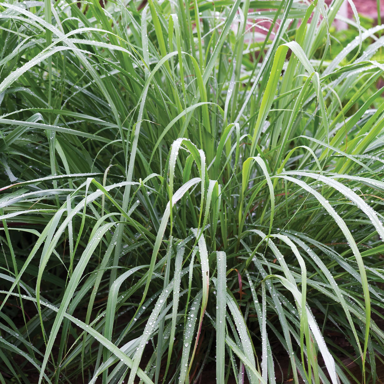 Lemongrass Herb