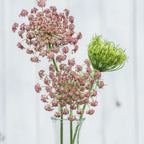 Dara Flowering Carrot (Daucus Carota)