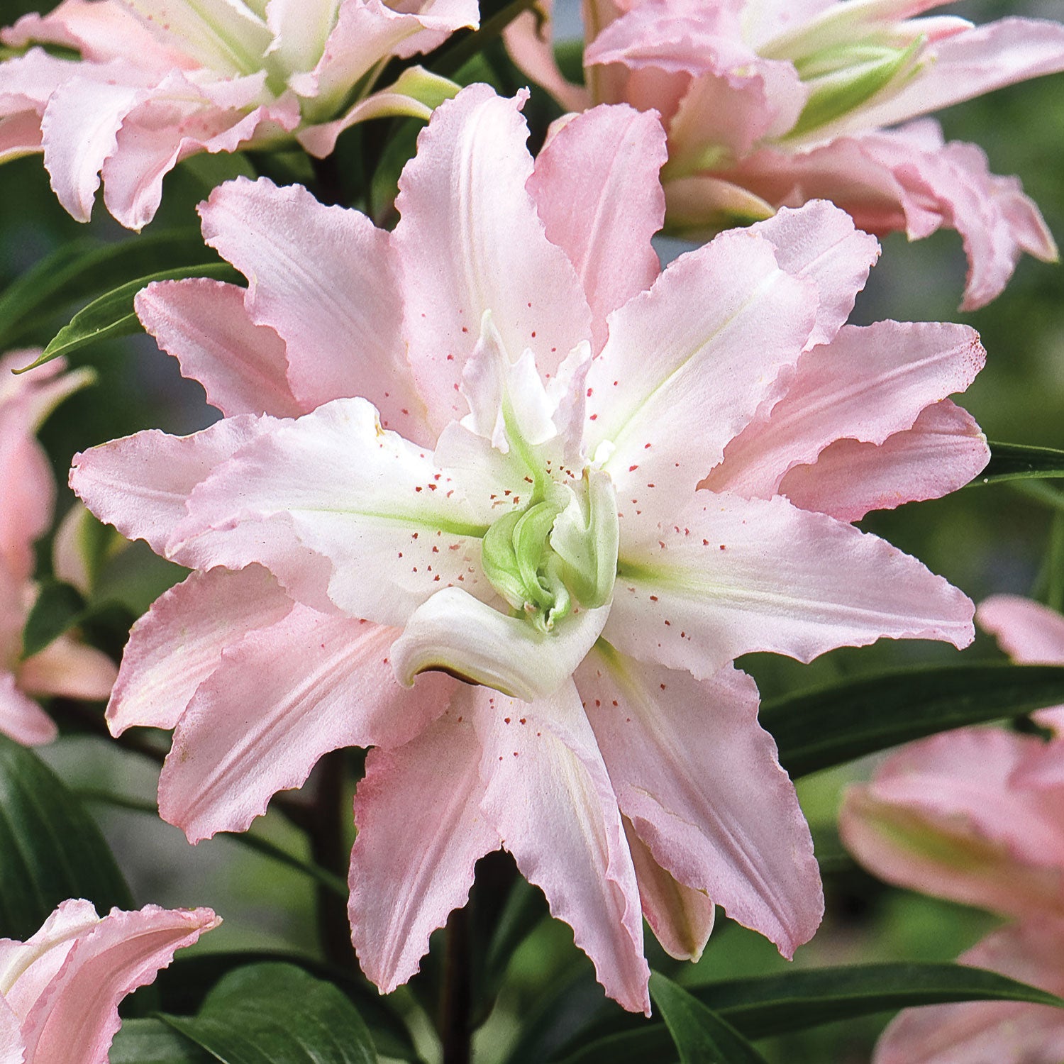 Oriental Soft Music Lily Bulb