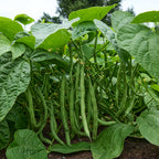 Blue Lake Superior Bush Bean
