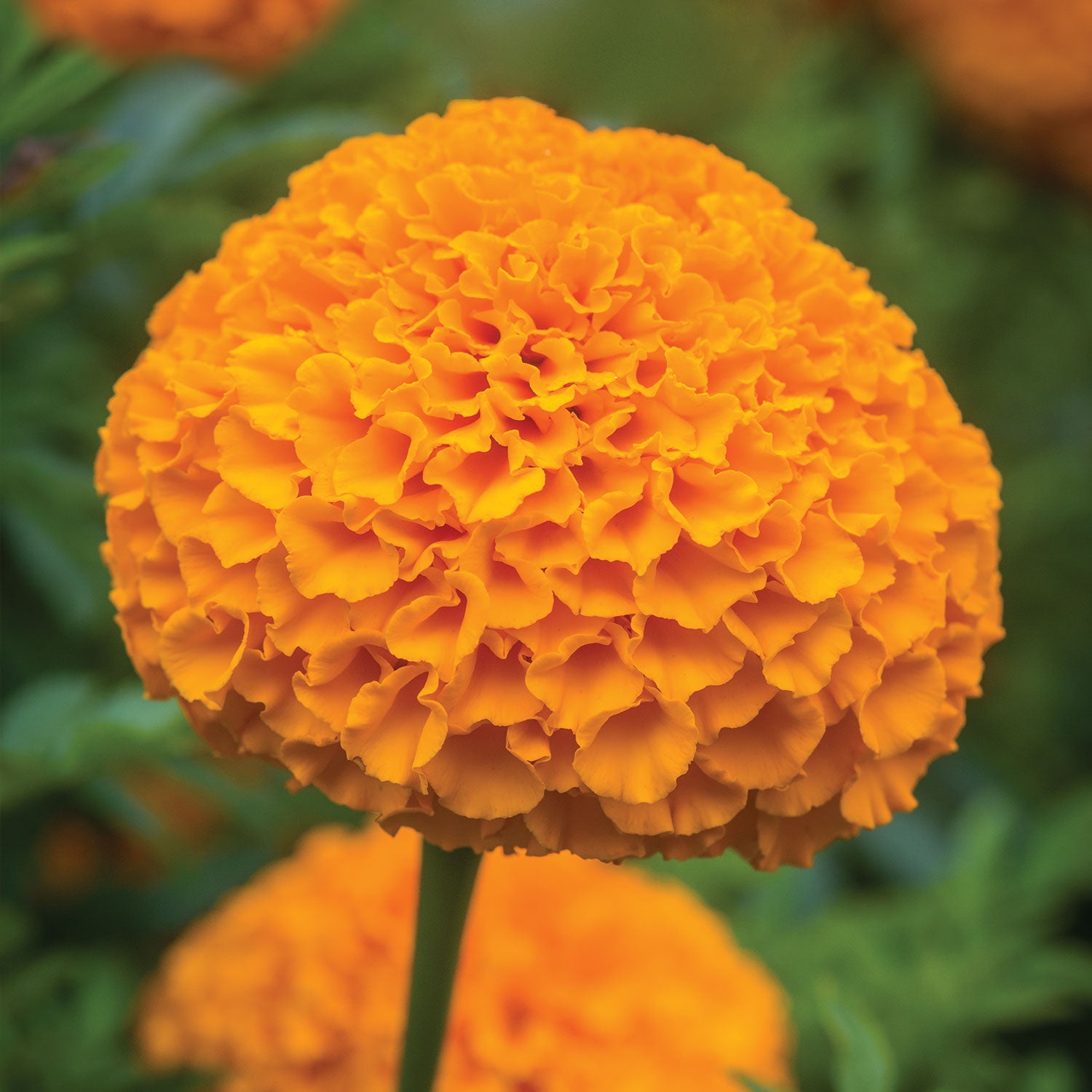 Elevate Orange Marigold
