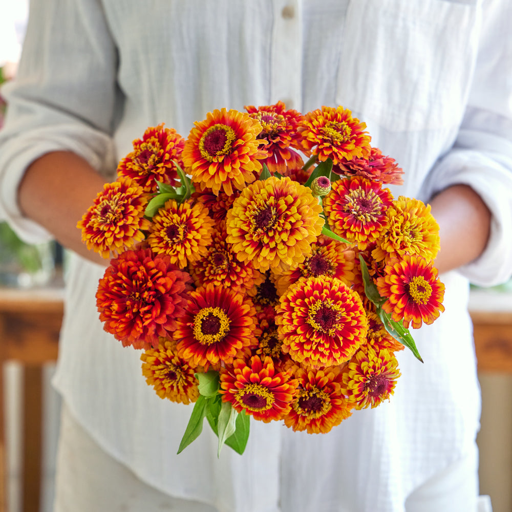 Macarenia Zinnia
