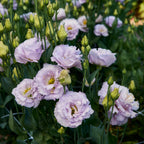 Lavender Lisianthus
