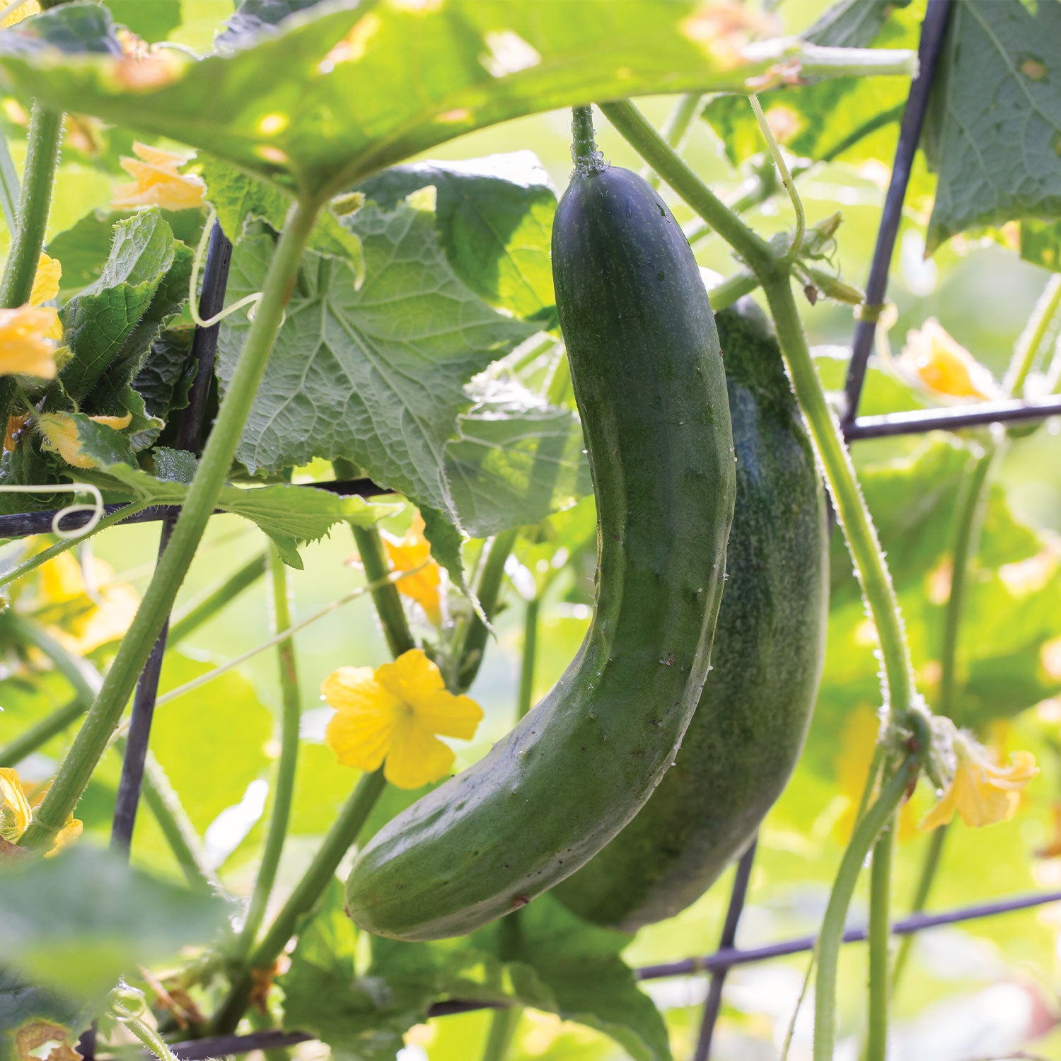 Burpless Beauty Cucumber