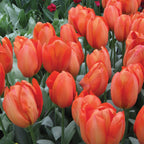 Orange Balloon Tulip Bulbs