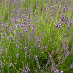 Provence Blue Lavender