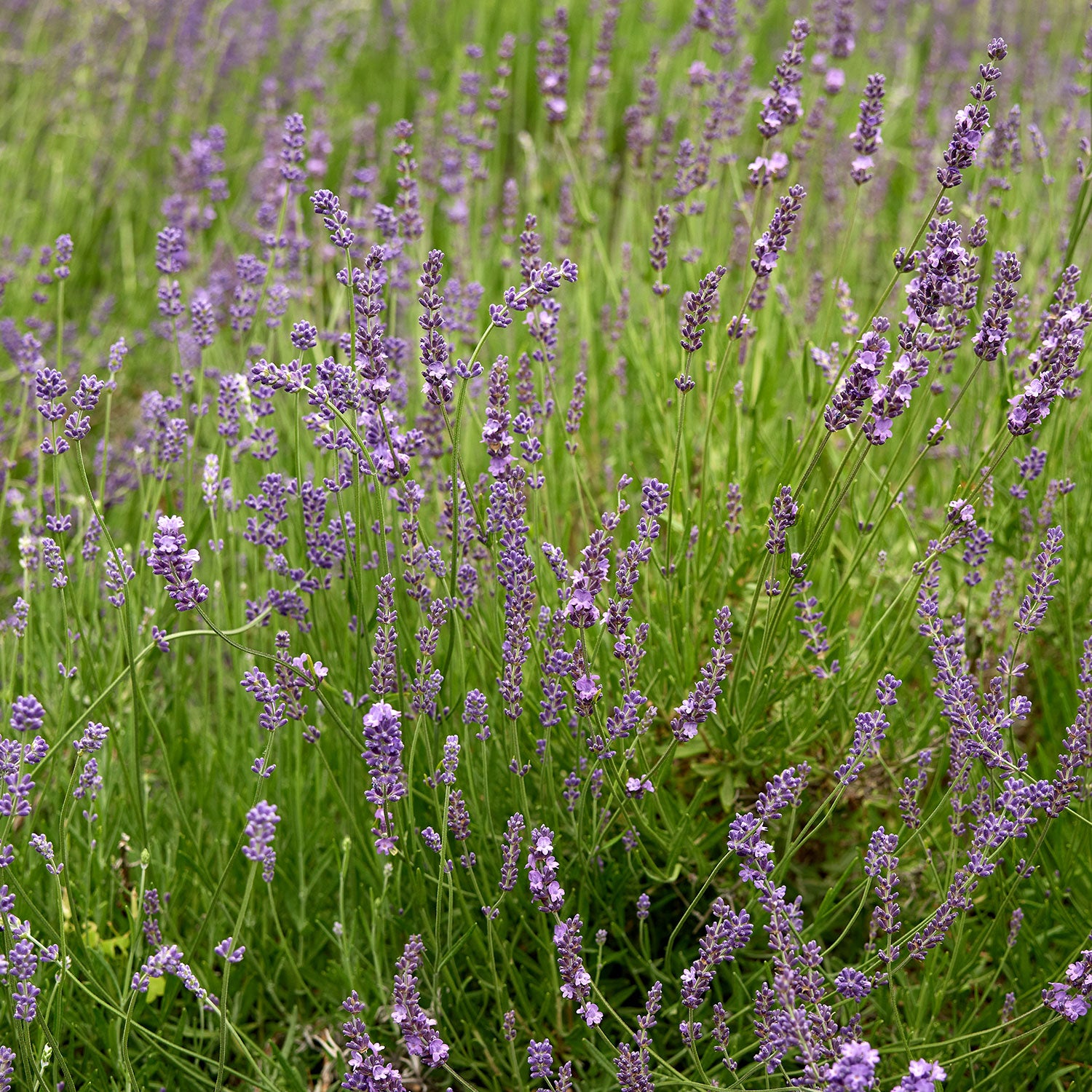 Provence Blue Lavender