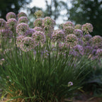 In Orbit PPAF Allium