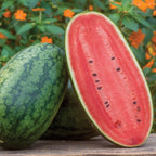 Mamas Girl Watermelon