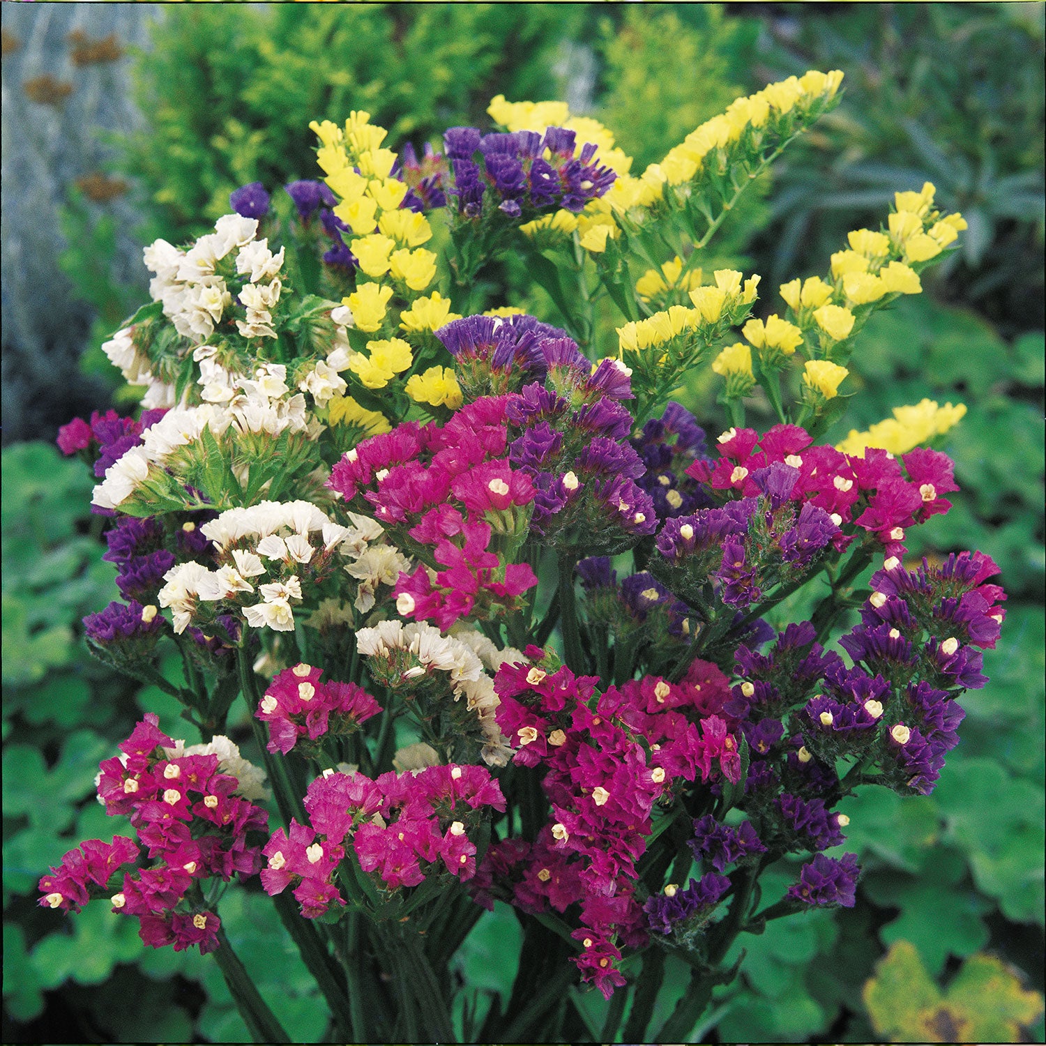 Mixed Bold Colors Statice