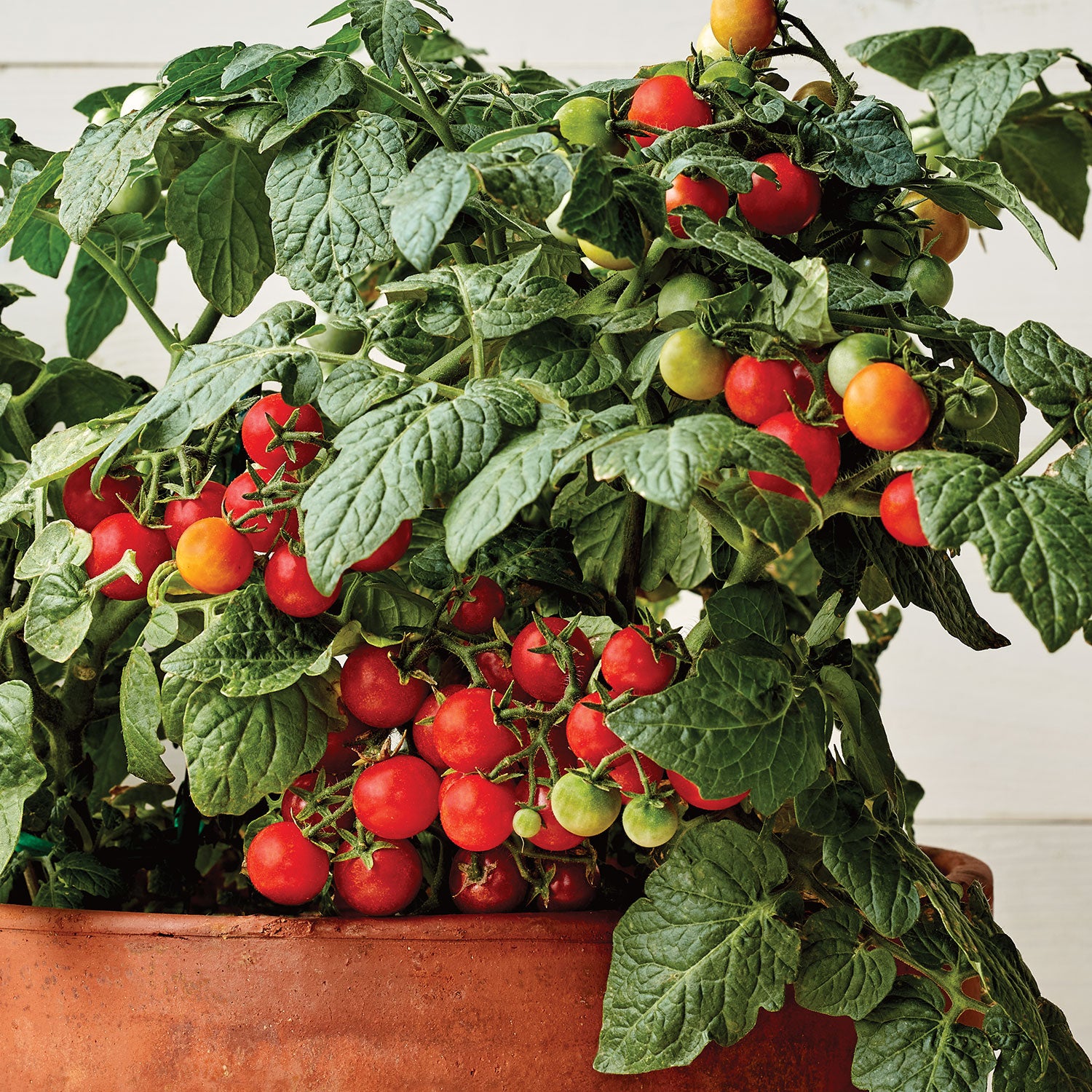 Veranda Red Tomato