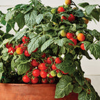 Veranda Red Tomato