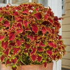 Copperhead Coleus