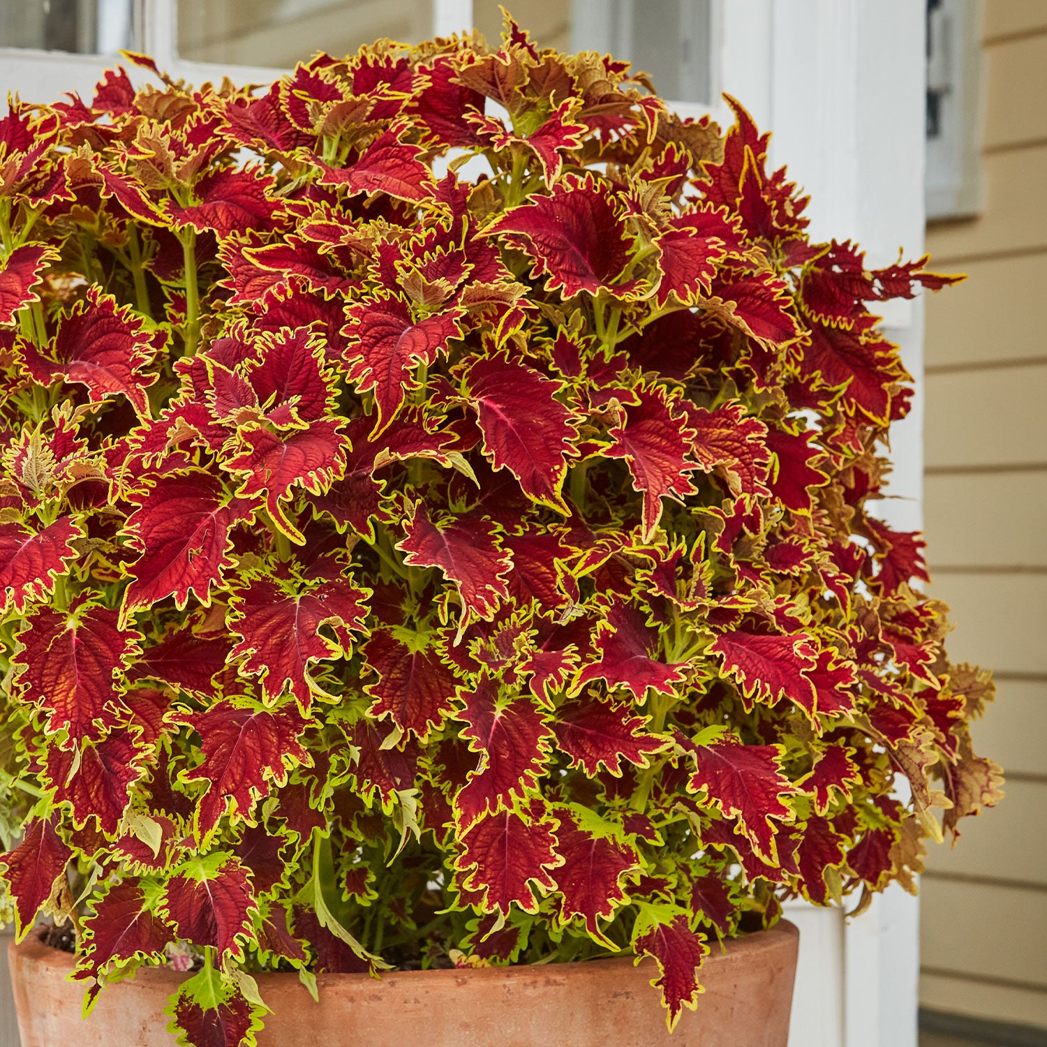 Copperhead Coleus