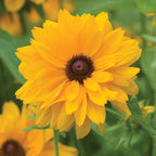 Gloriosa Double Gold Gloriosa Daisy