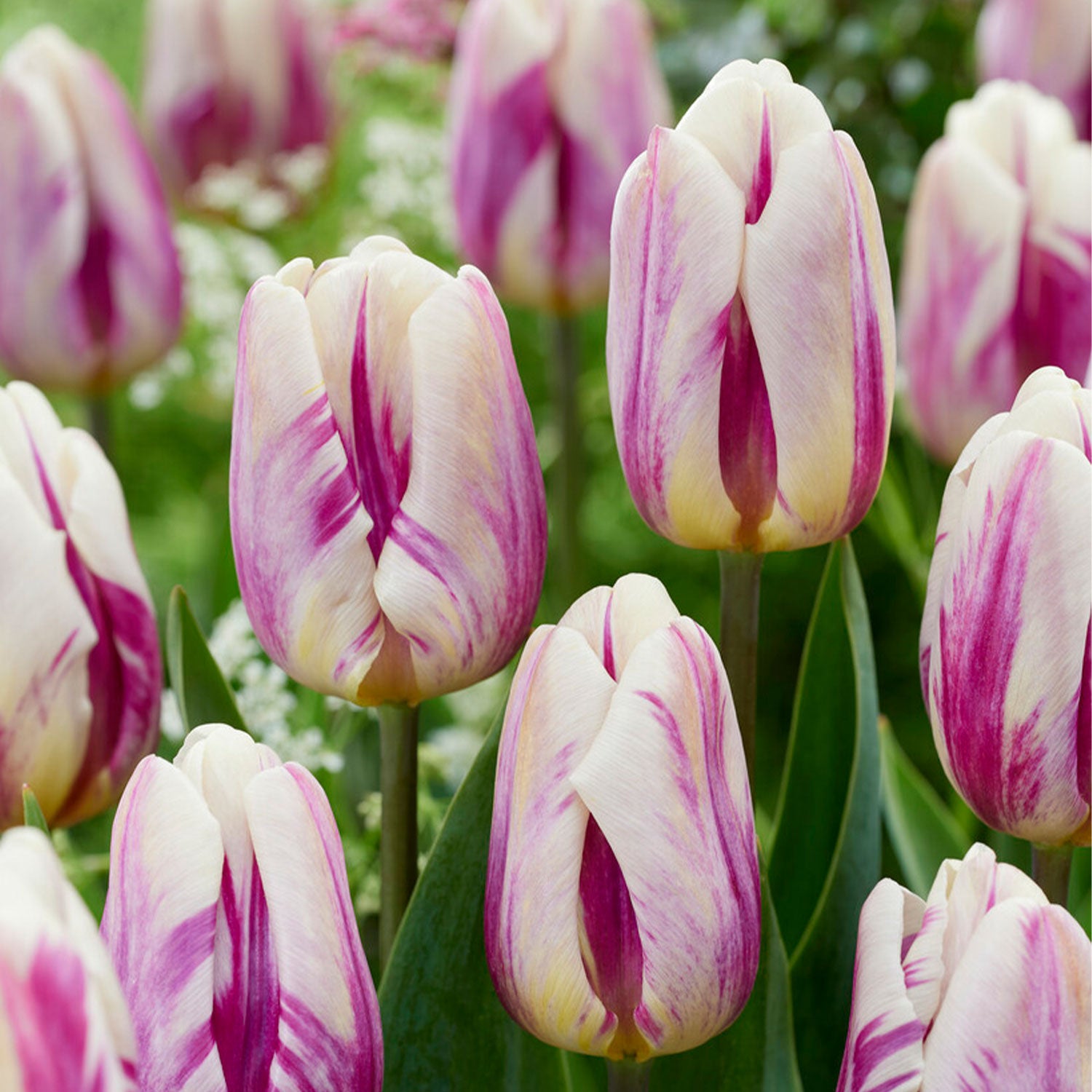 Happy Feet Tulip Bulbs