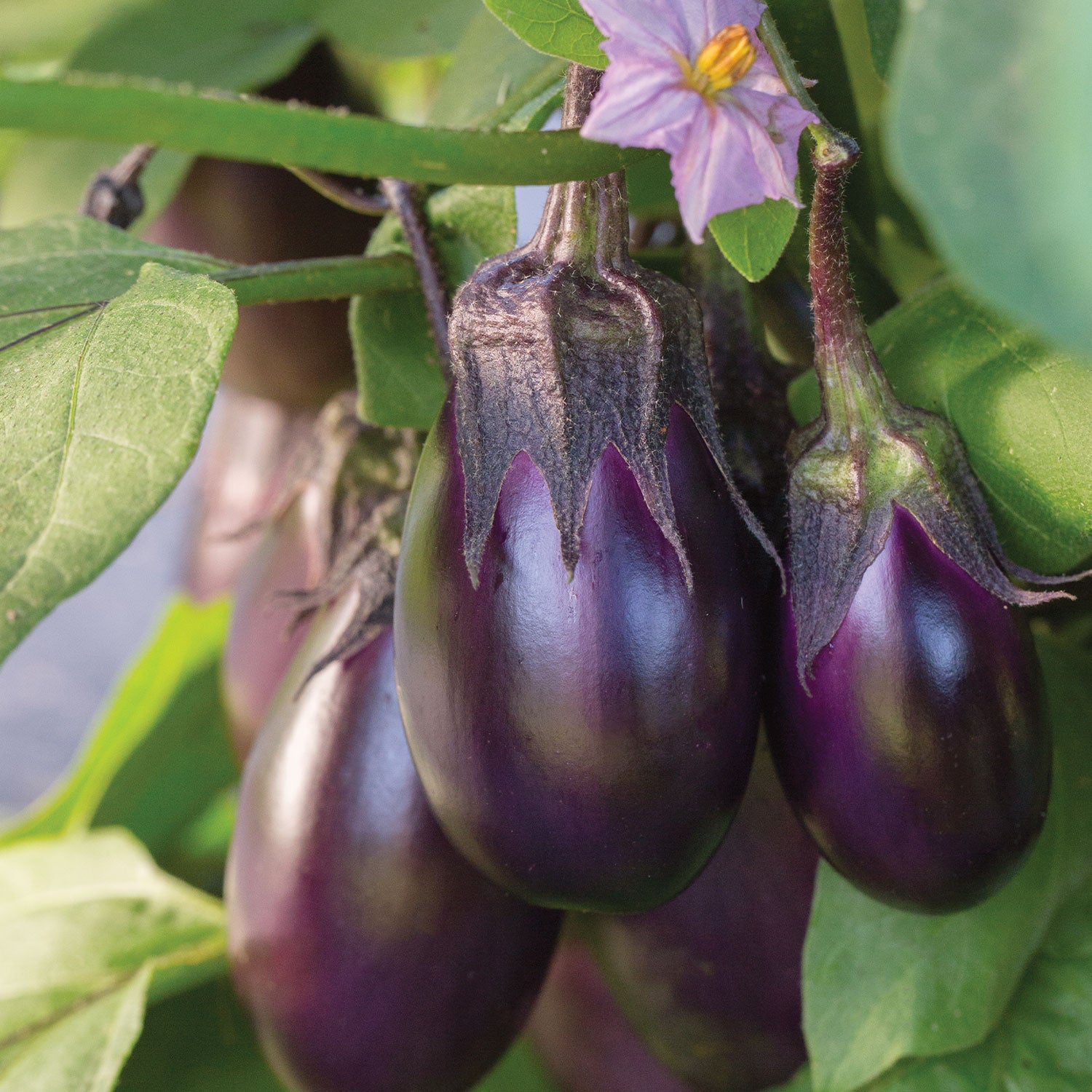 Patio Baby Eggplant