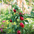 Pro Series Folding Plant Supports