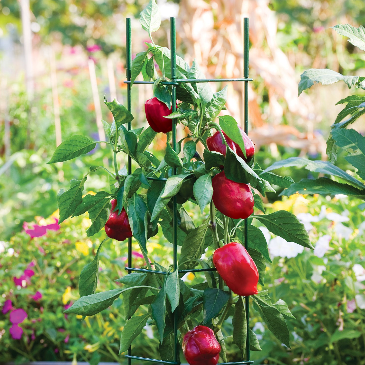 Pro Series Folding Plant Supports