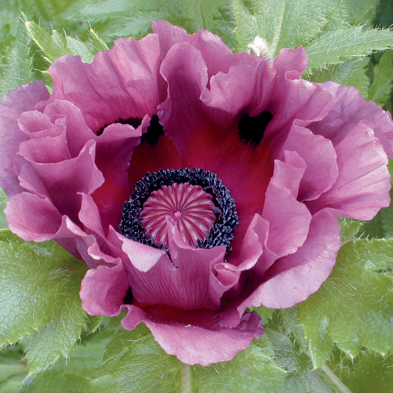 Pattys Plum Poppy Bare Root