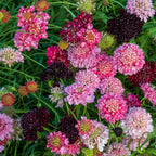 Summer Berries Mixed Colors Scabiosa