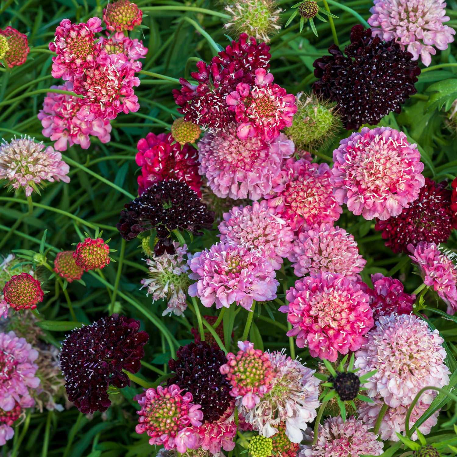 Summer Berries Mixed Colors Scabiosa